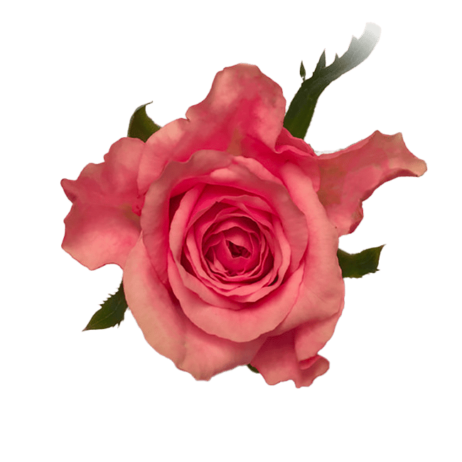 Rozenkwekerij Van Biesen - Roos Pink Florence