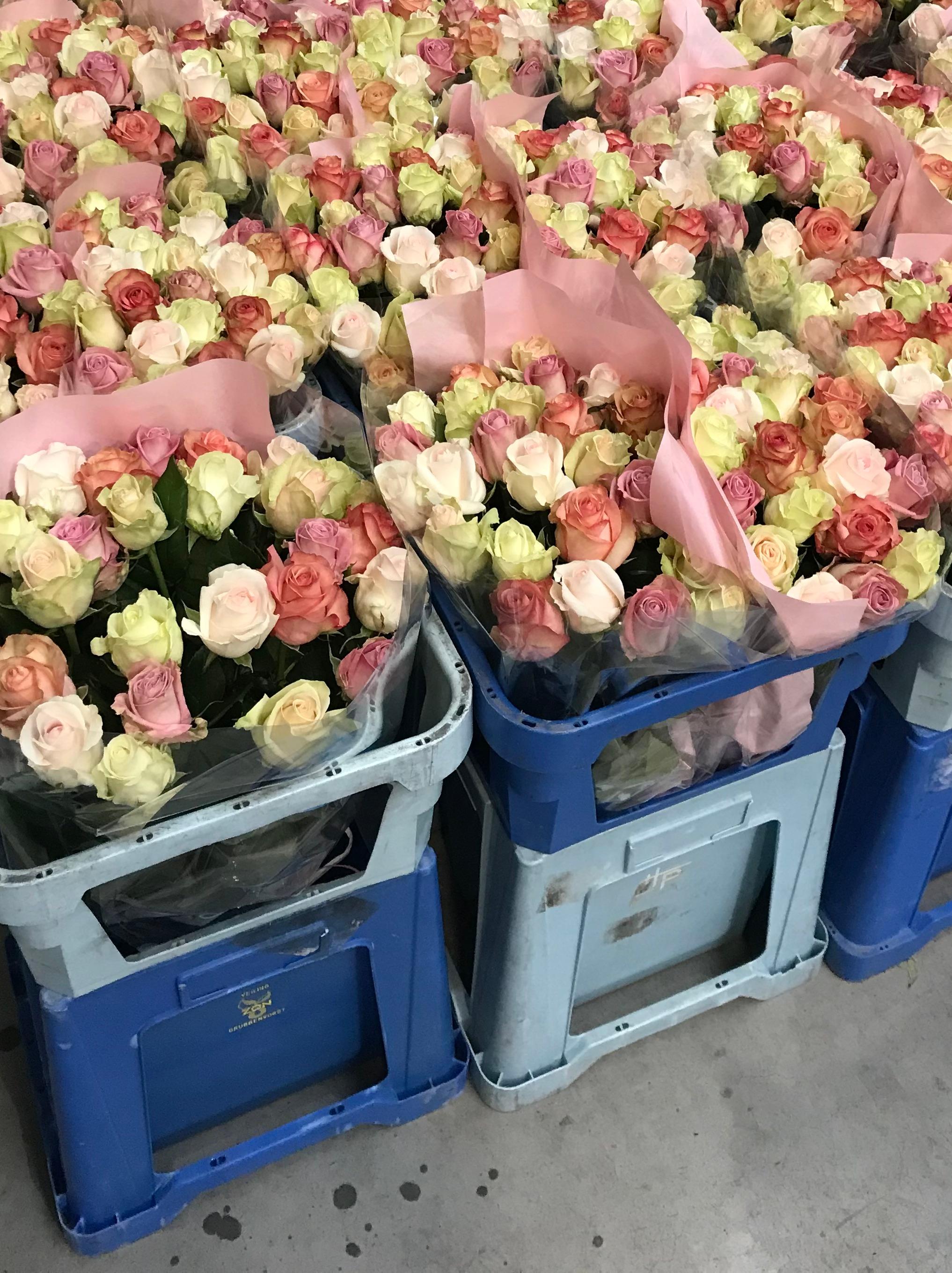 Rozen voor bloemisten en bedrijven